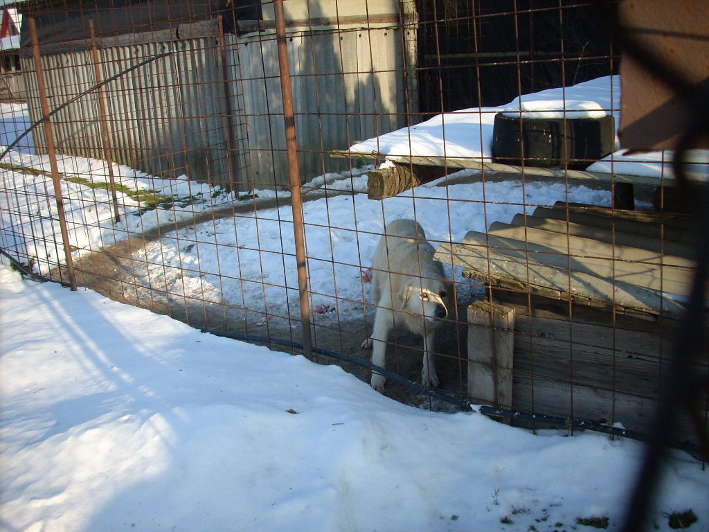 23-20140203kuvasz1_0