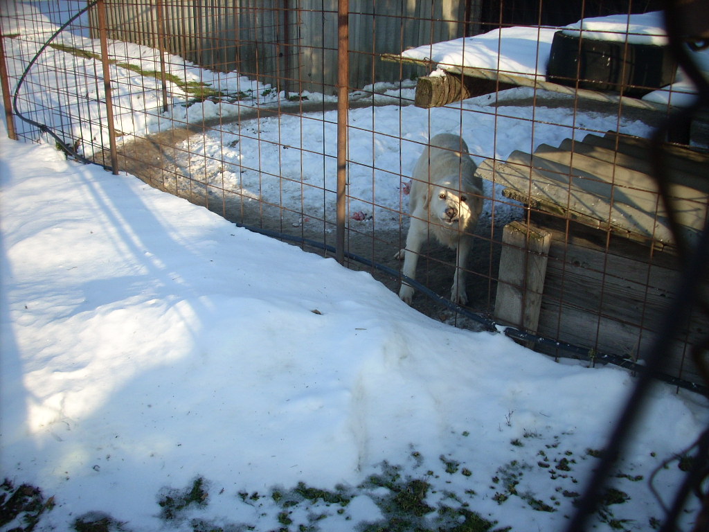 23-20140203kuvasz3_0