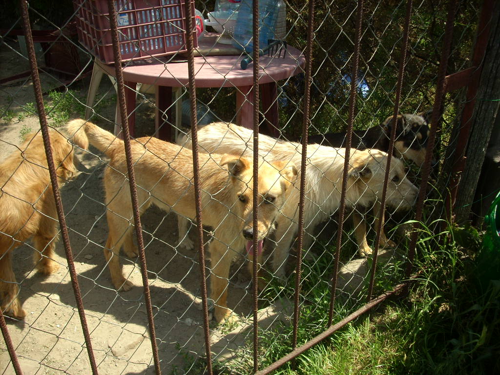 23-20140506alamaskoz17_0
