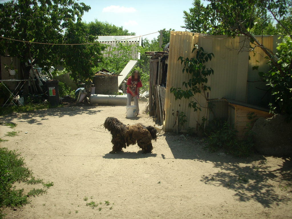 23-20140506dalmata2_0