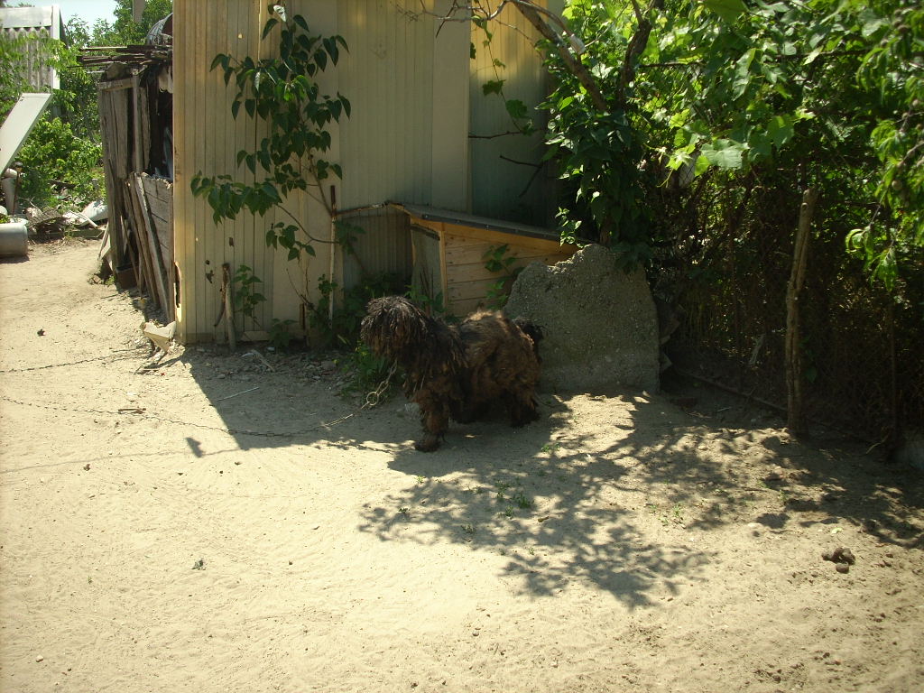 23-20140506dalmata6_0