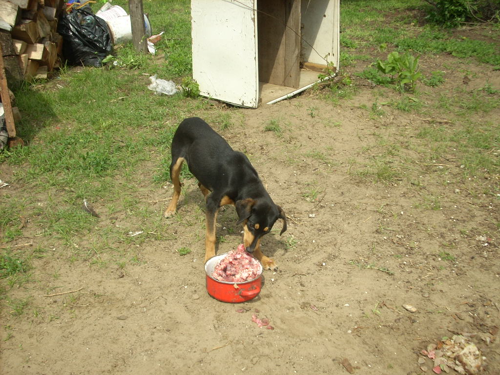 23-20140527heteny113_0