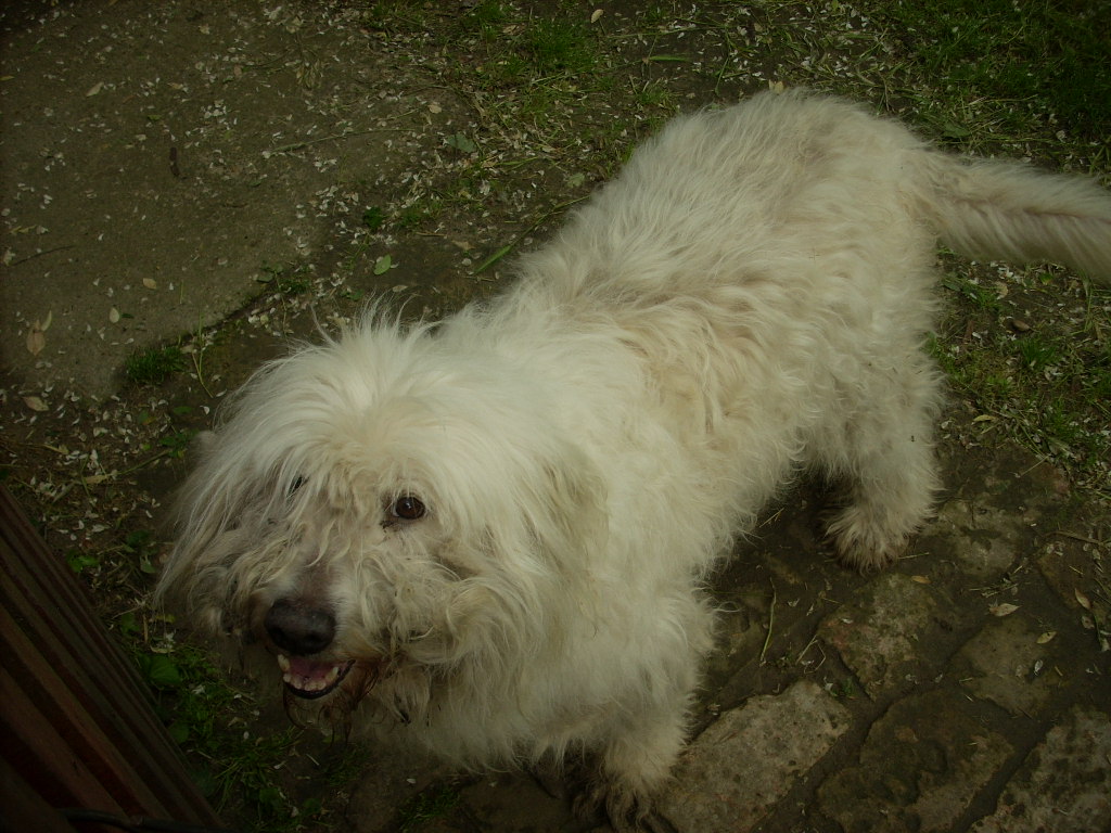 23-20140527pannika13_0