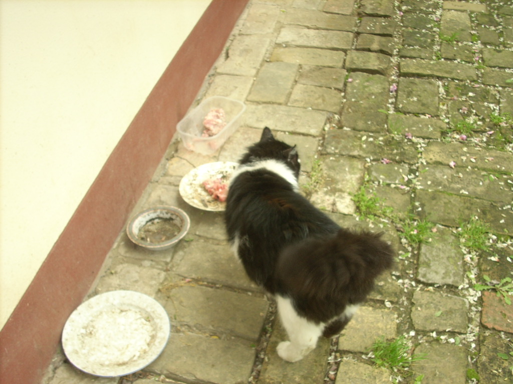 23-20140527pannika32_0
