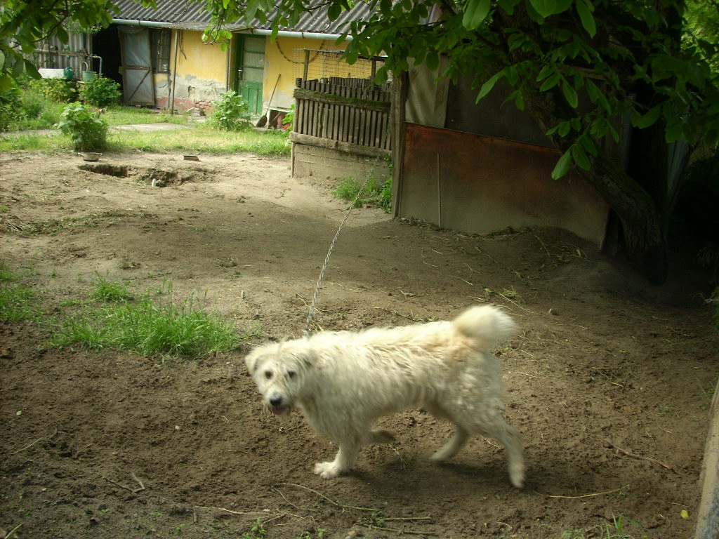 23-20140527sohordo_2_kutya12_0