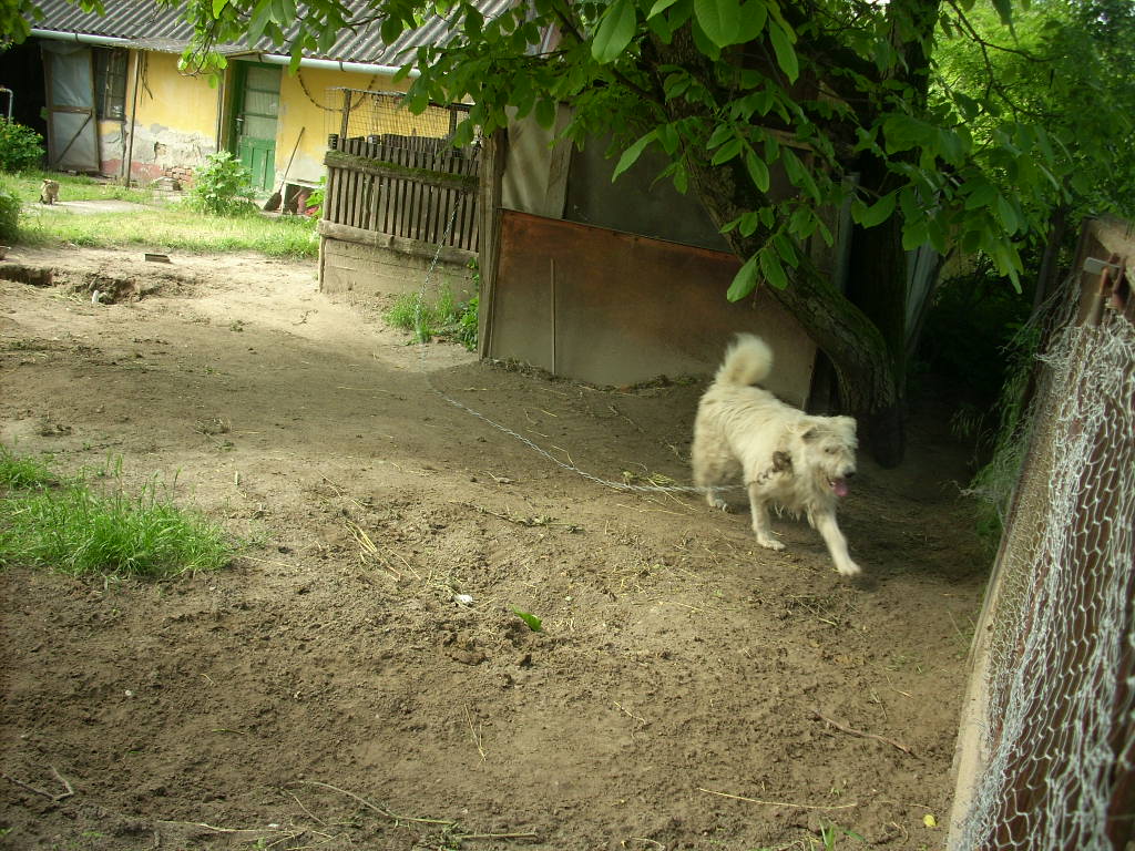23-20140527sohordo_2_kutya13_0