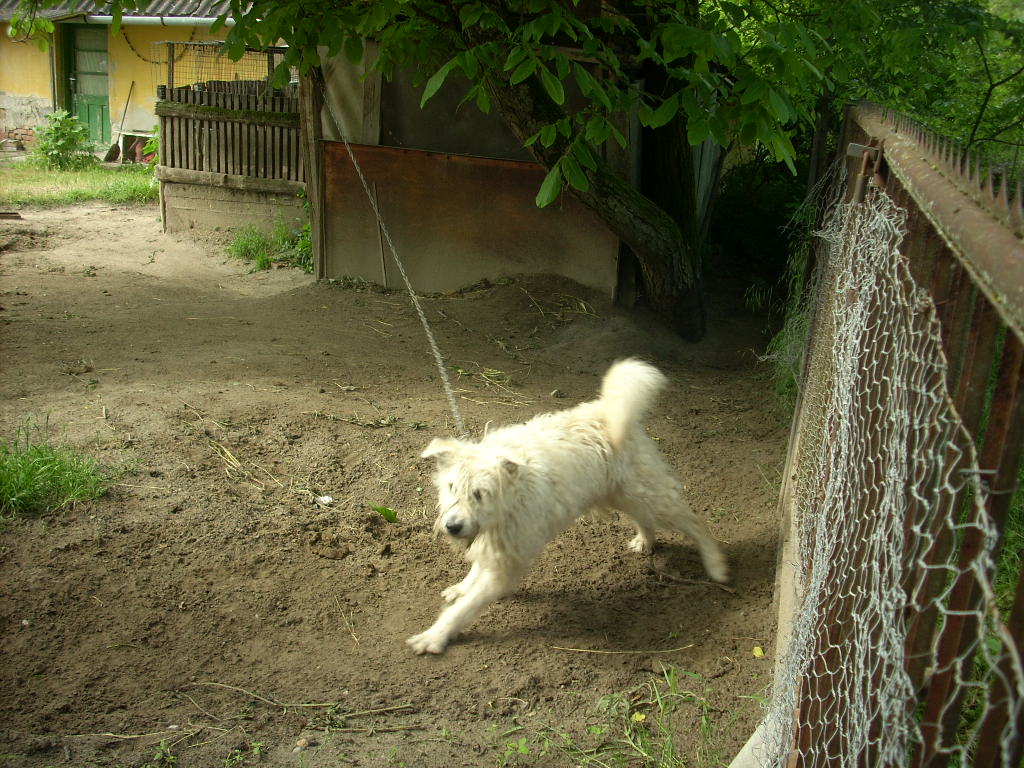 23-20140527sohordo_2_kutya14_0