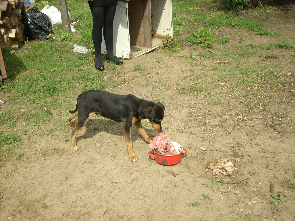 23-20140528heteny2_0
