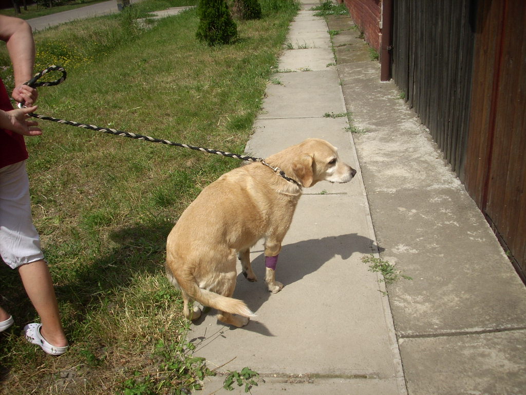 23-20140618kuszentmarton10_0